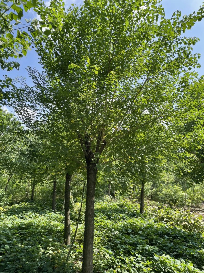 【当季热销】乌桕，精品乌桕树乌桕树苗基地直发提供装车全国发货