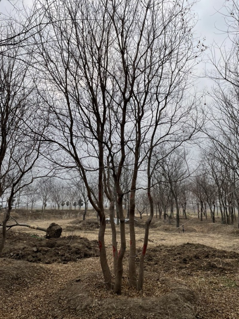 【当季热销】乌桕，精品乌桕树乌桕树苗基地直发提供装车全国发货