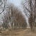 【当季热销】乌桕,精品乌桕树乌桕树苗基地直发提供装车全国发货