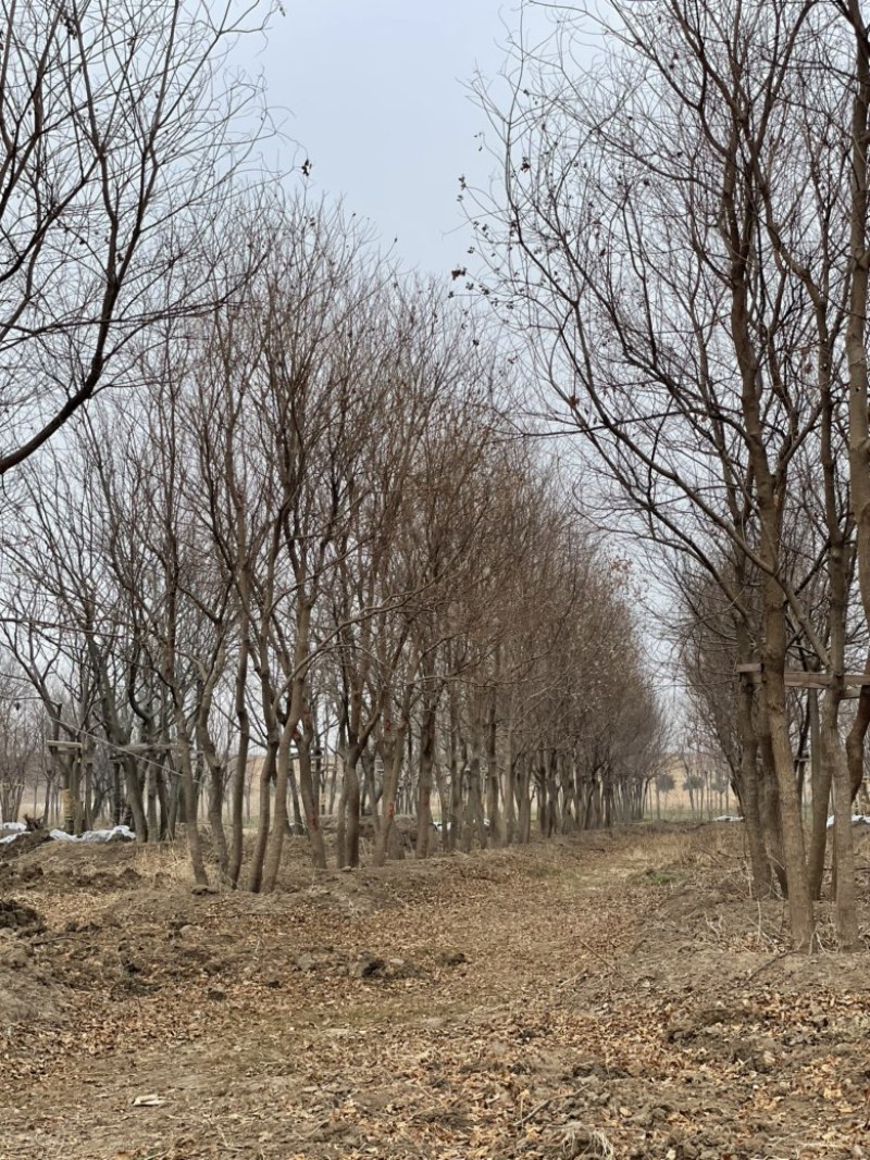 【当季热销】乌桕，精品乌桕树乌桕树苗基地直发提供装车全国发货