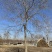 【当季热销】乌桕,精品乌桕树乌桕树苗基地直发提供装车全国发货