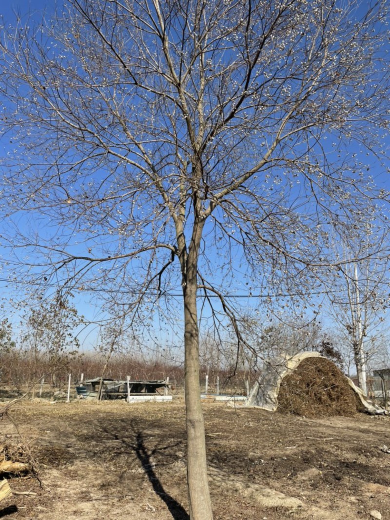 【当季热销】乌桕，精品乌桕树乌桕树苗基地直发提供装车全国发货