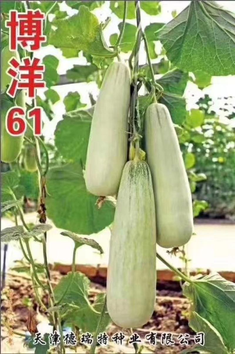 直播博洋61甜瓜苗嫁接白皮博洋61甜瓜苗批发甜度高