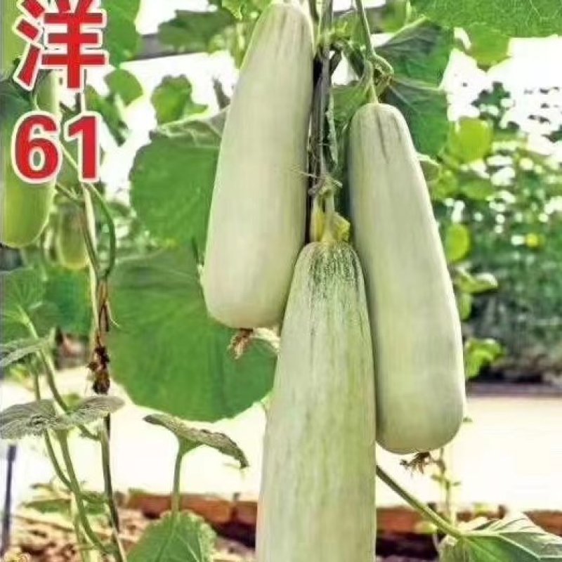 直播博洋61甜瓜苗嫁接白皮博洋61甜瓜苗批发甜度高