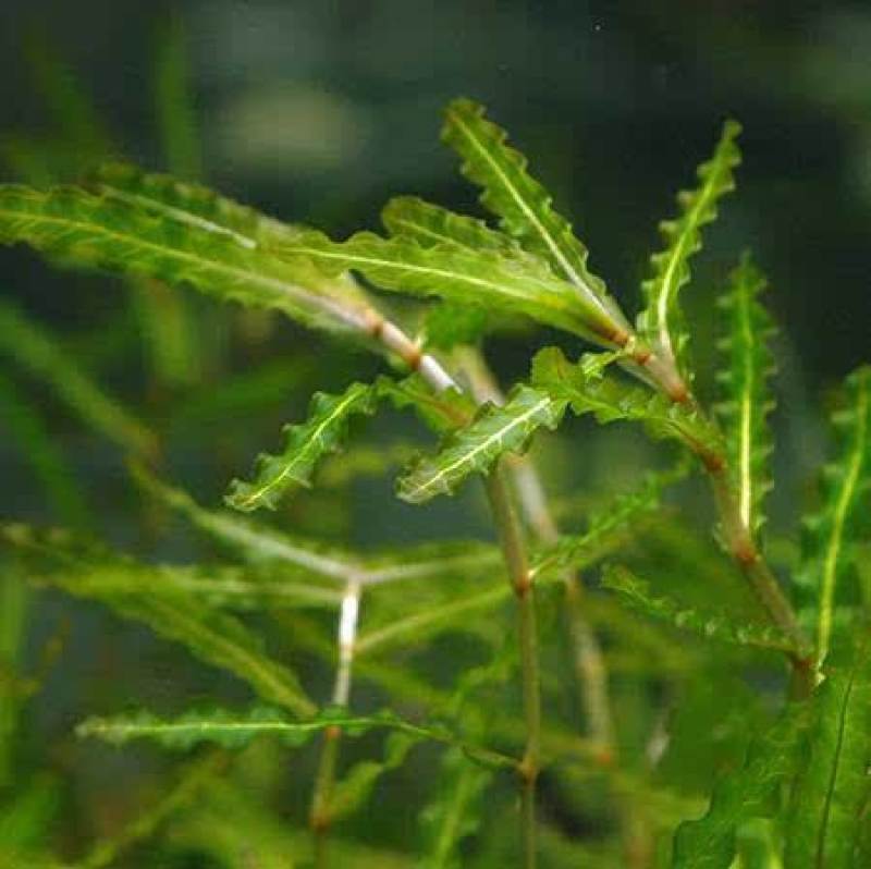 沉水植物，苦草，狐尾藻，伊乐藻，马来眼子莱，轮叶黑藻