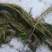 沉水植物，苦草，狐尾藻，伊乐藻，马来眼子莱，轮叶黑藻