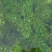 沉水植物，苦草，狐尾藻，伊乐藻，马来眼子莱，轮叶黑藻
