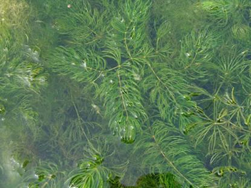 沉水植物，苦草，狐尾藻，伊乐藻，马来眼子莱，轮叶黑藻