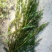 沉水植物，苦草，狐尾藻，伊乐藻，马来眼子莱，轮叶黑藻