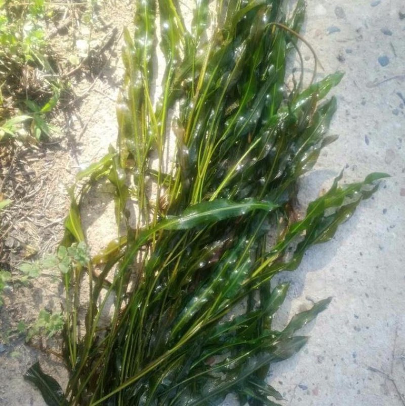 沉水植物，苦草，狐尾藻，伊乐藻，马来眼子莱，轮叶黑藻