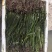 沉水植物，苦草，狐尾藻，伊乐藻，马来眼子莱，轮叶黑藻