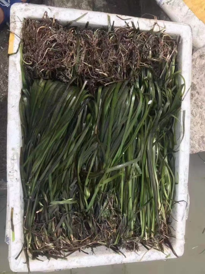 沉水植物，苦草，狐尾藻，伊乐藻，马来眼子莱，轮叶黑藻
