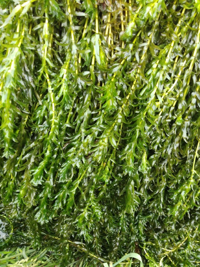 沉水植物，苦草，狐尾藻，伊乐藻，马来眼子莱，轮叶黑藻