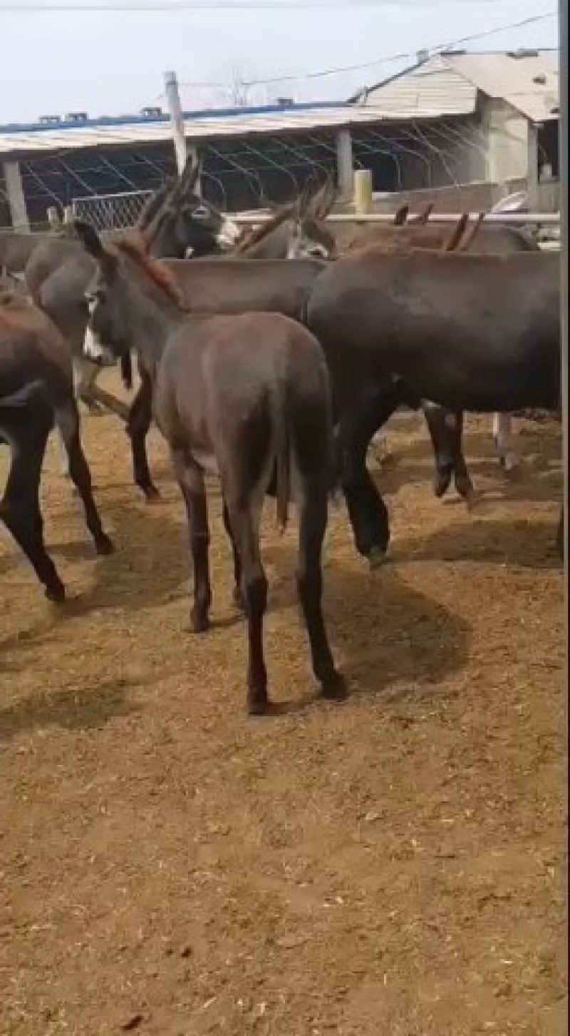 正宗肉驴王，活驴，肉驴膘肥体壮，出肉驴高全国培货发货，