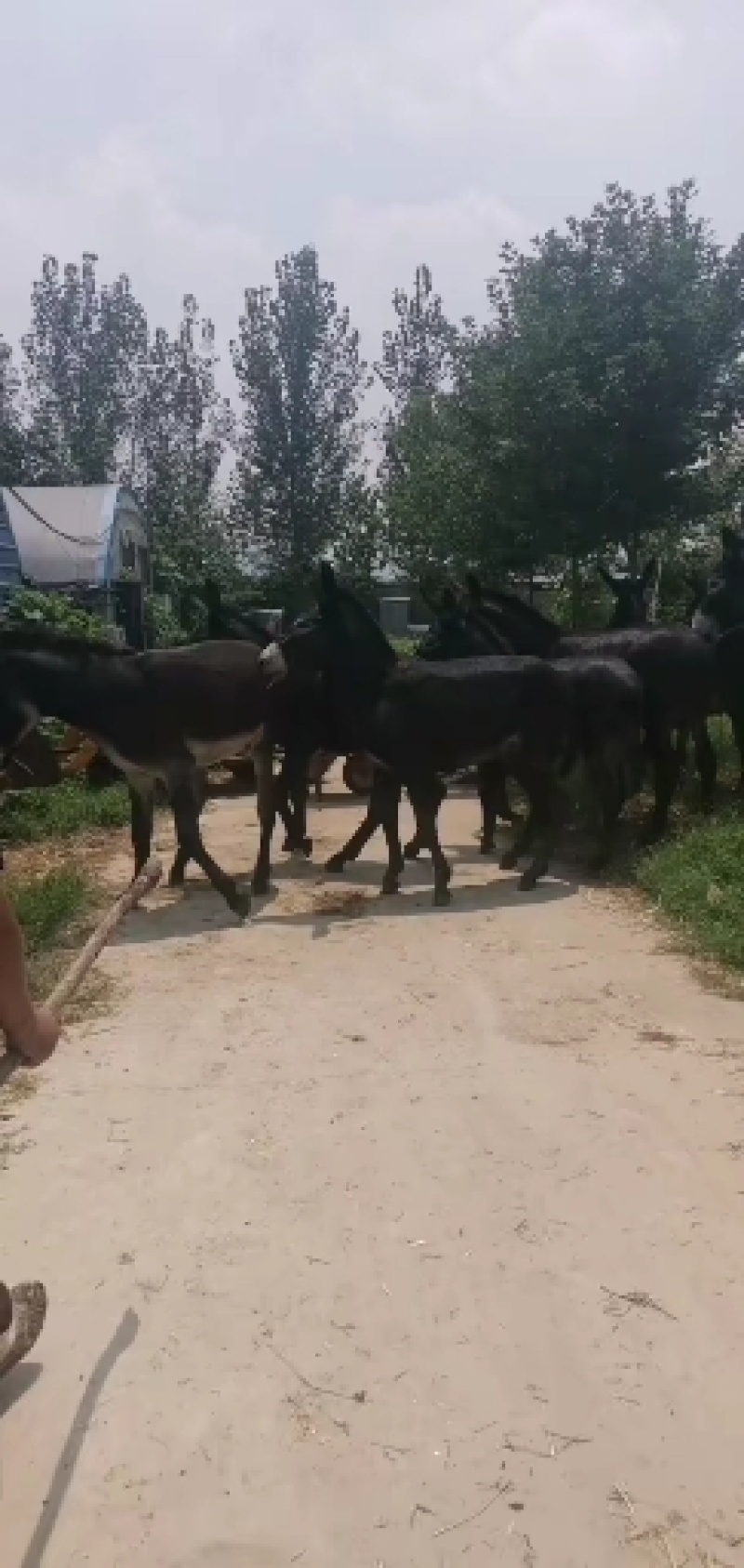 正宗肉驴王，活驴，肉驴膘肥体壮，出肉驴高全国培货发货，
