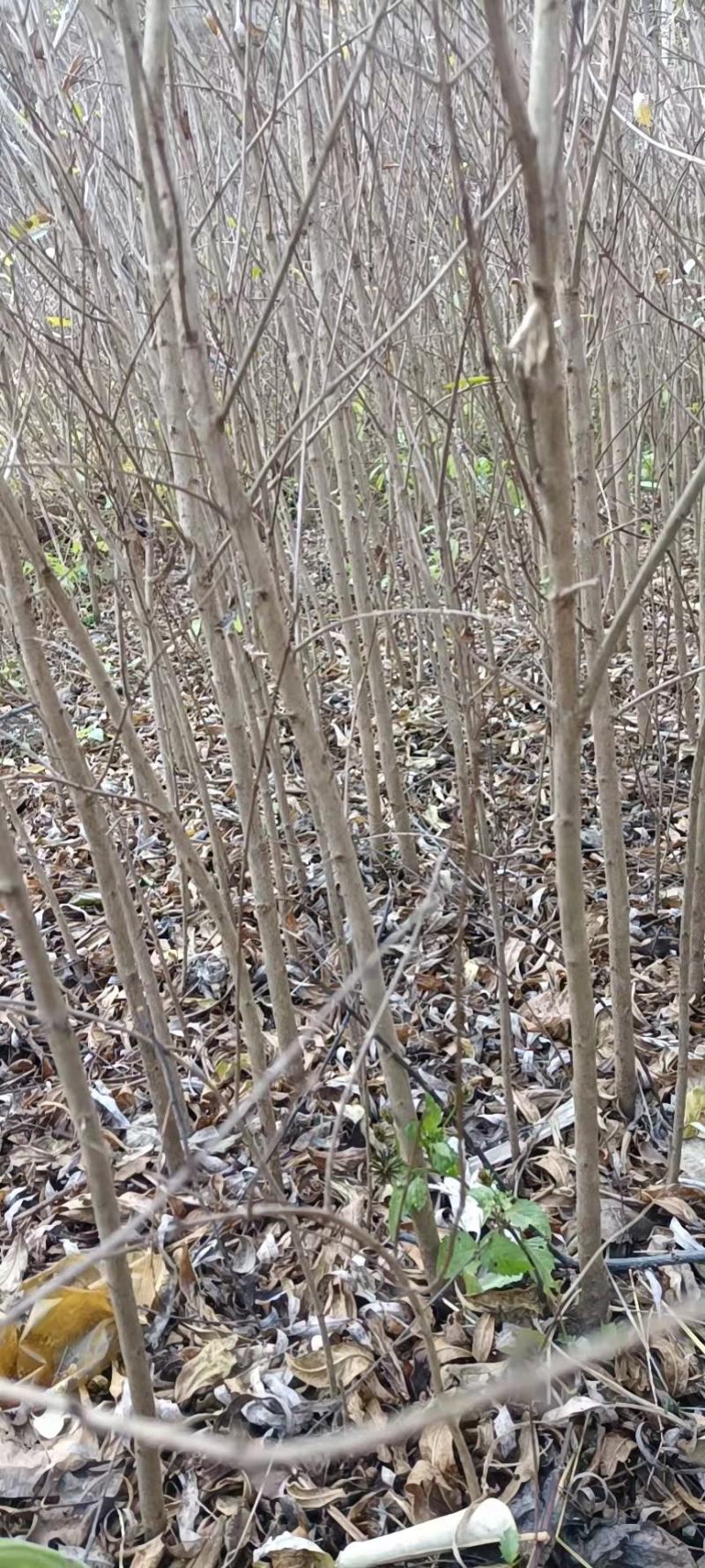 精品正宗突尼斯软籽石榴树苗基地直供