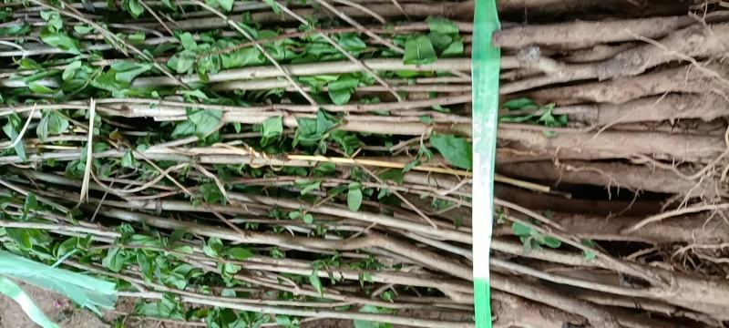 精品正宗突尼斯软籽石榴树苗基地直供