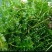 沉水植物，苦草，狐尾藻，伊乐藻，马来眼子莱，轮叶黑藻