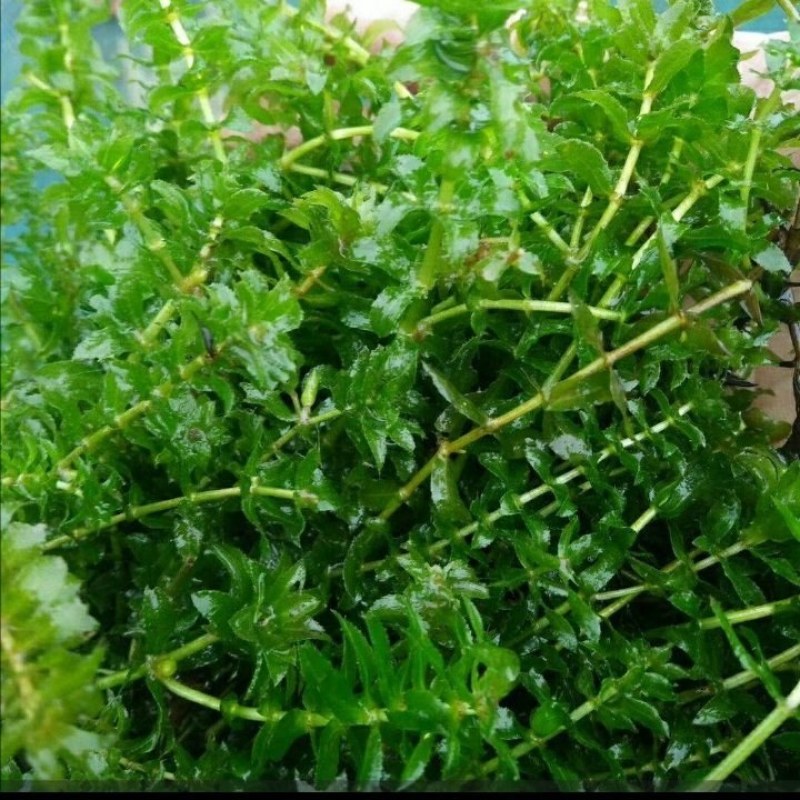 沉水植物，苦草，狐尾藻，伊乐藻，马来眼子莱，轮叶黑藻