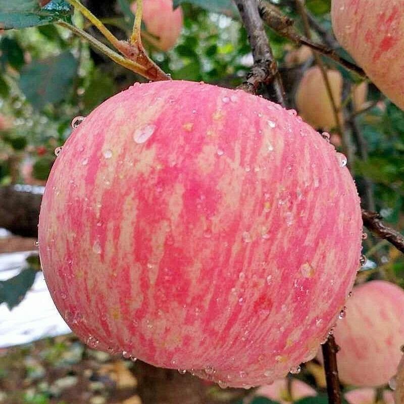 《推荐》万亩基地红富士苹果精品货源量大价优