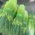 蒜苔/白帽蒜苔/周口蒜苔/淮阳蒜苔/河南蒜苔/全国发货