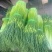 蒜苔/白帽蒜苔/周口蒜苔/淮阳蒜苔/河南蒜苔/全国发货