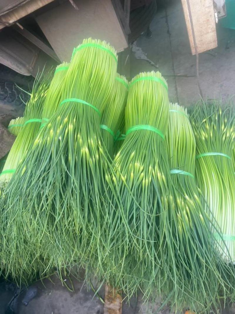 蒜苔/白帽蒜苔/周口蒜苔/淮阳蒜苔/河南蒜苔/全国发货