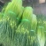 蒜苔/白帽蒜苔/周口蒜苔/淮阳蒜苔/河南蒜苔/全国发货