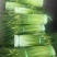 蒜苔/白帽蒜苔/周口蒜苔/淮阳蒜苔/河南蒜苔/全国发货