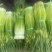 蒜苔/白帽蒜苔/周口蒜苔/淮阳蒜苔/河南蒜苔/全国发货