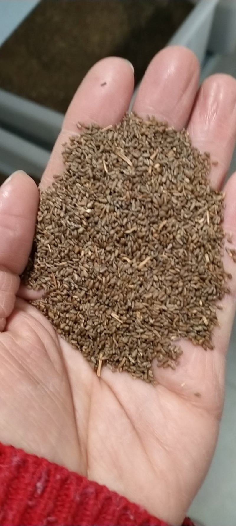 沙蒿籽沙蒿子沙蒿种子固沙牧草种籽草蒿荒地蒿荒漠蒿种子量大