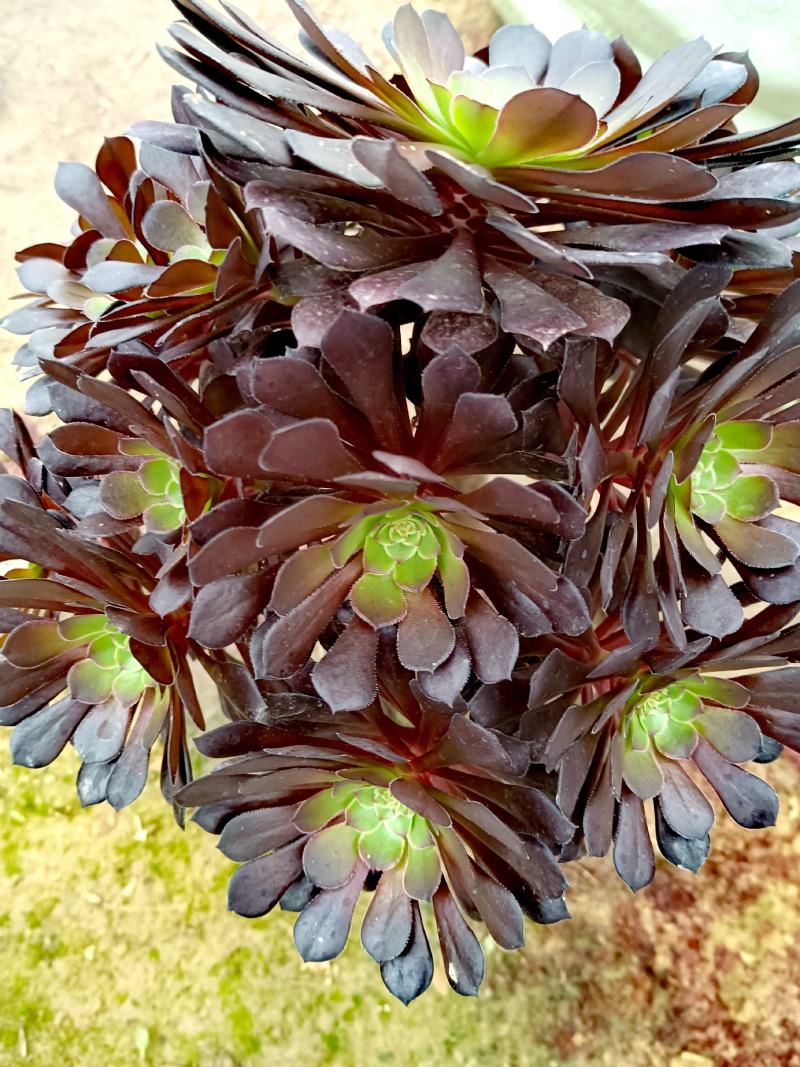 （多肉植物法师）红黑铜壶老桩法师多肉植物特价零售批发