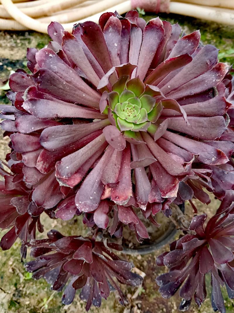 （多肉植物法师）红黑铜壶老桩法师多肉植物特价零售批发