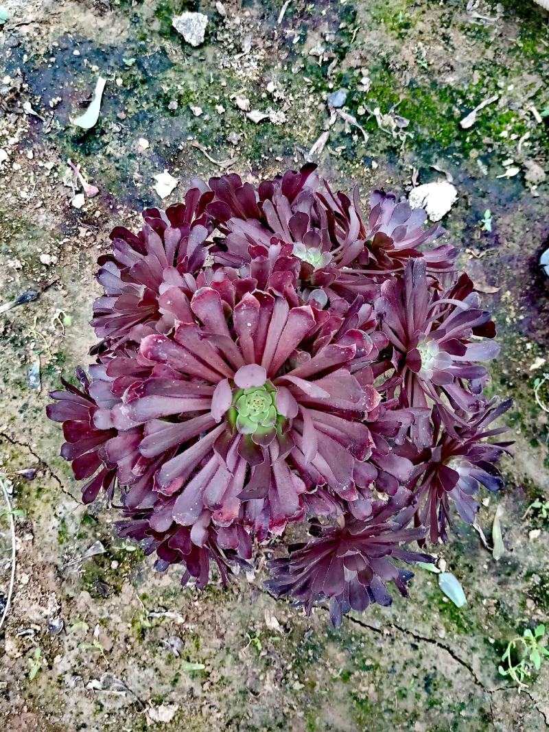 （多肉植物法师）红黑铜壶老桩法师多肉植物特价零售批发