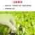 强旺育苗肥促生根茎根壮叶肥厚抗病害