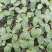 强旺育苗肥促生根茎根壮叶肥厚抗病害