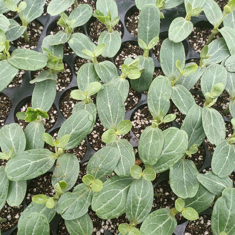 强旺育苗肥促生根茎根壮叶肥厚抗病害