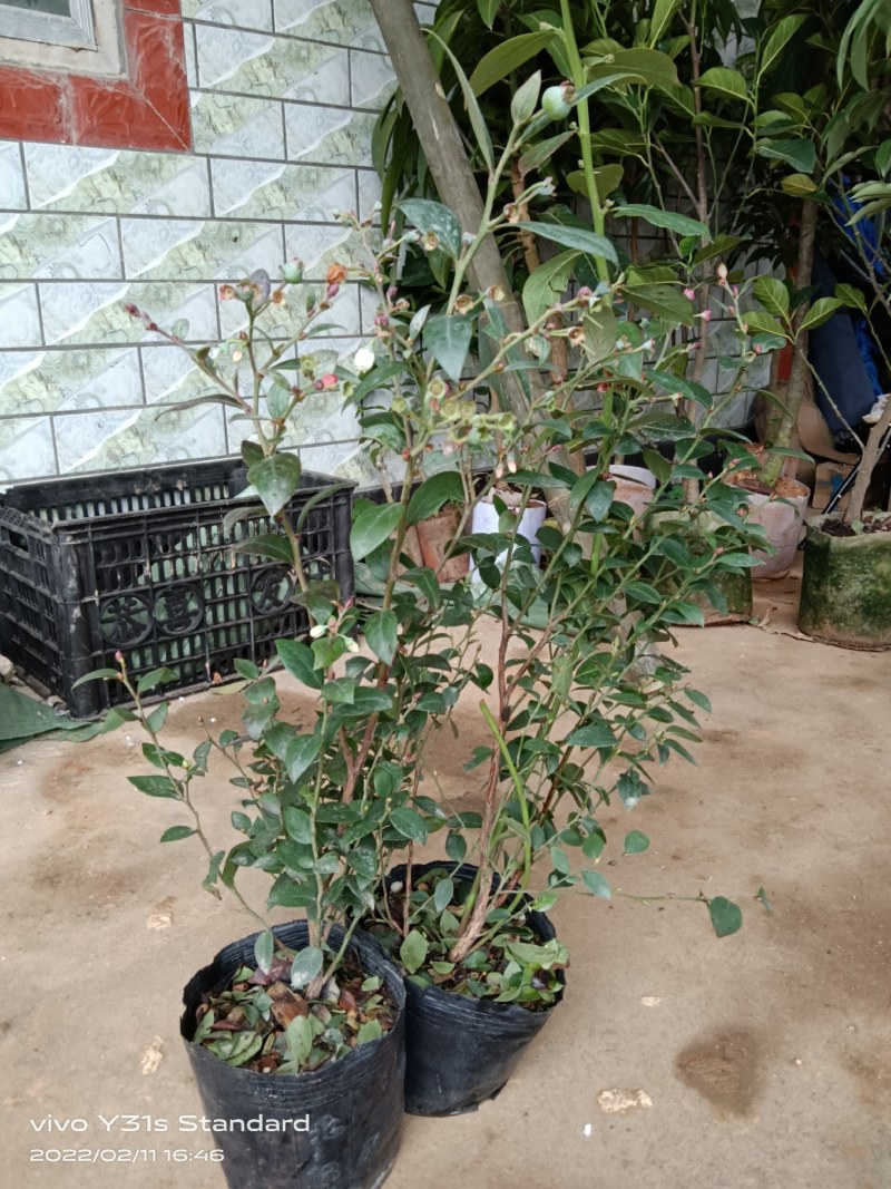 蓝莓果苗营养杯苗高产量阳台楼顶庭院盆栽地栽都可以