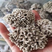 海藻石.道地药材，质优价实，品质保证，药典标准，产地福建