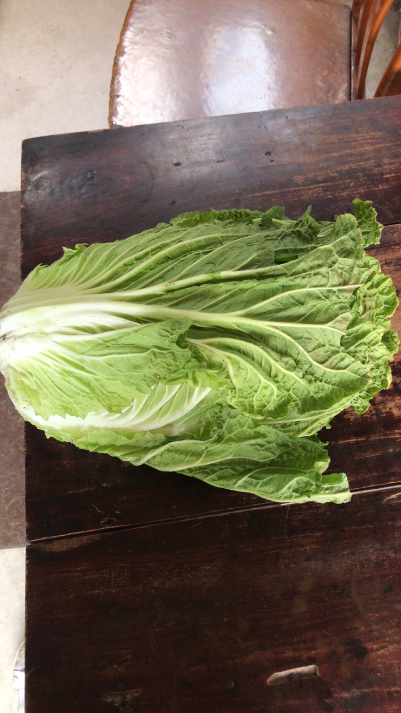 乐山大白菜大量上市，价格实惠质量保证实力代办