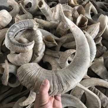 山羊角,一手货源,品质保证,内蒙山羊角,产地直供