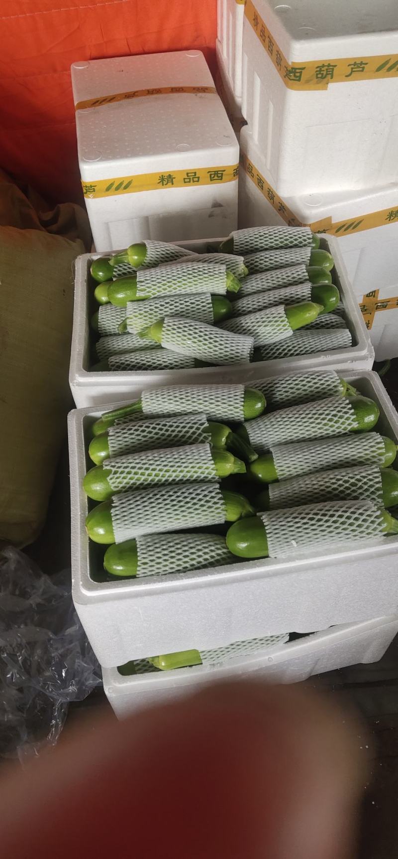 绿皮西葫芦产地直供，一手货源，现摘现发欢迎老板前来咨询。