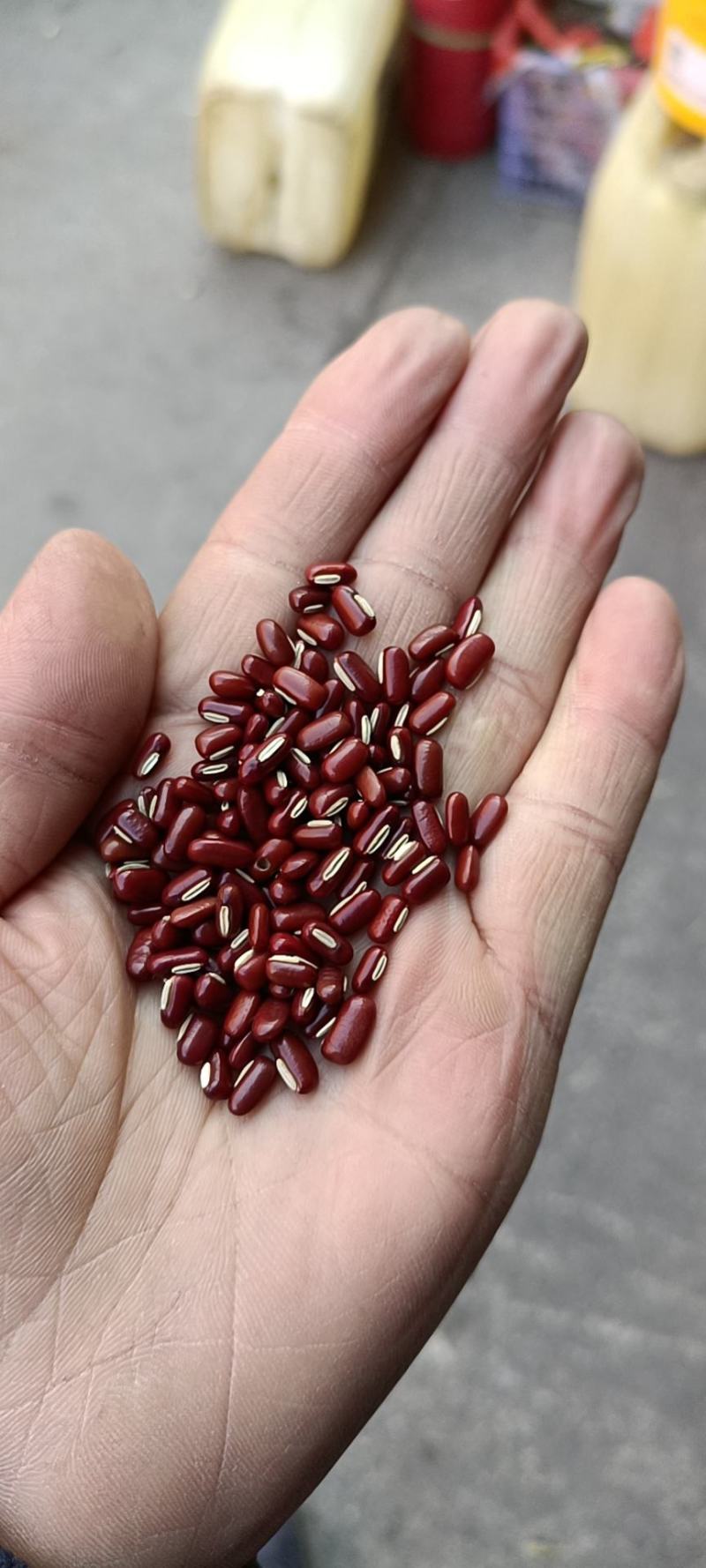 赤小豆，各种品质！欢迎咨询！巴西赤小豆