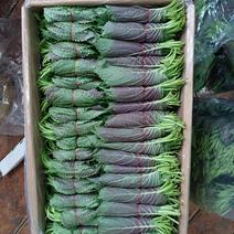 新鲜紫苏子叶上市，色正，质量保证，自己种植基地，当天发货