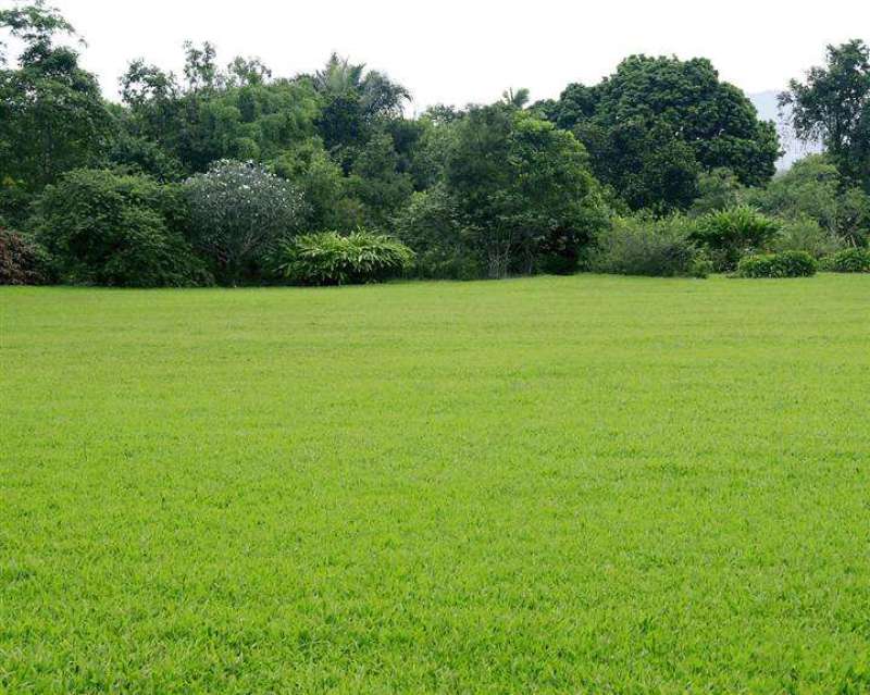 高羊茅种子进口优质草坪种子耐践踏免修剪四季常青量大优惠
