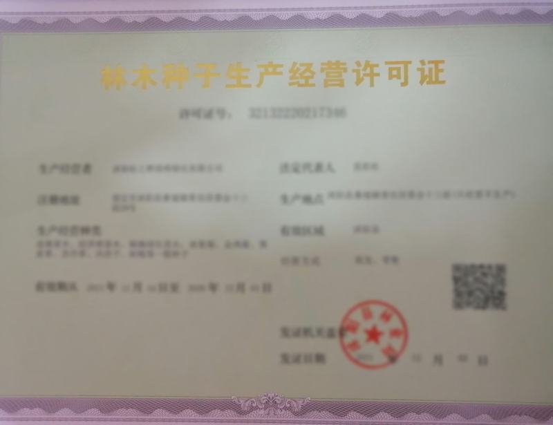 高羊茅种子进口优质草坪种子耐践踏免修剪四季常青量大优惠