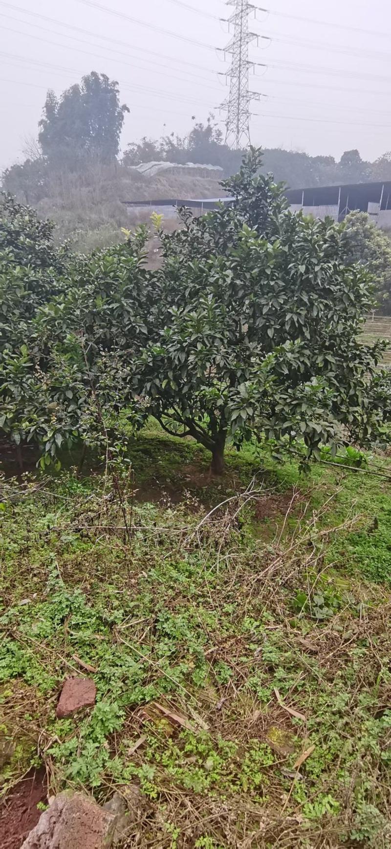香泡柚子树大小规格均有树形优美质量保证大量出