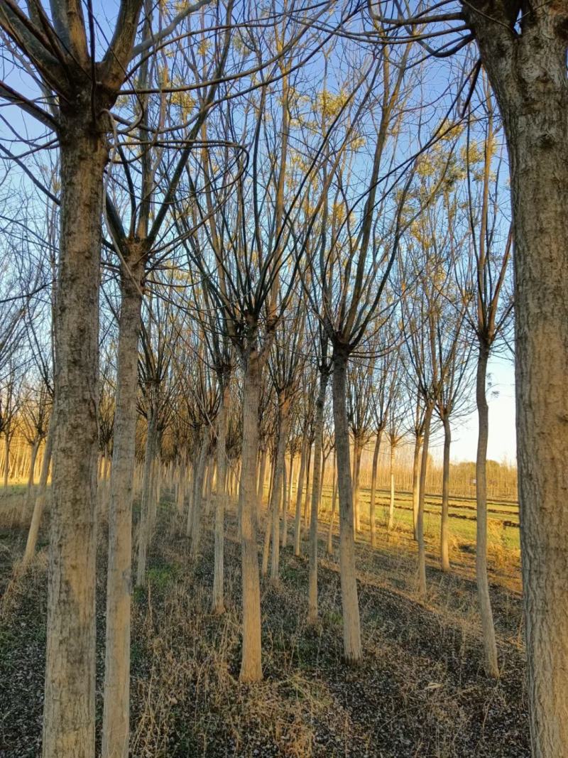 国槐槐树优质国槐占地用国槐各种规格都有基地苗圃价格低