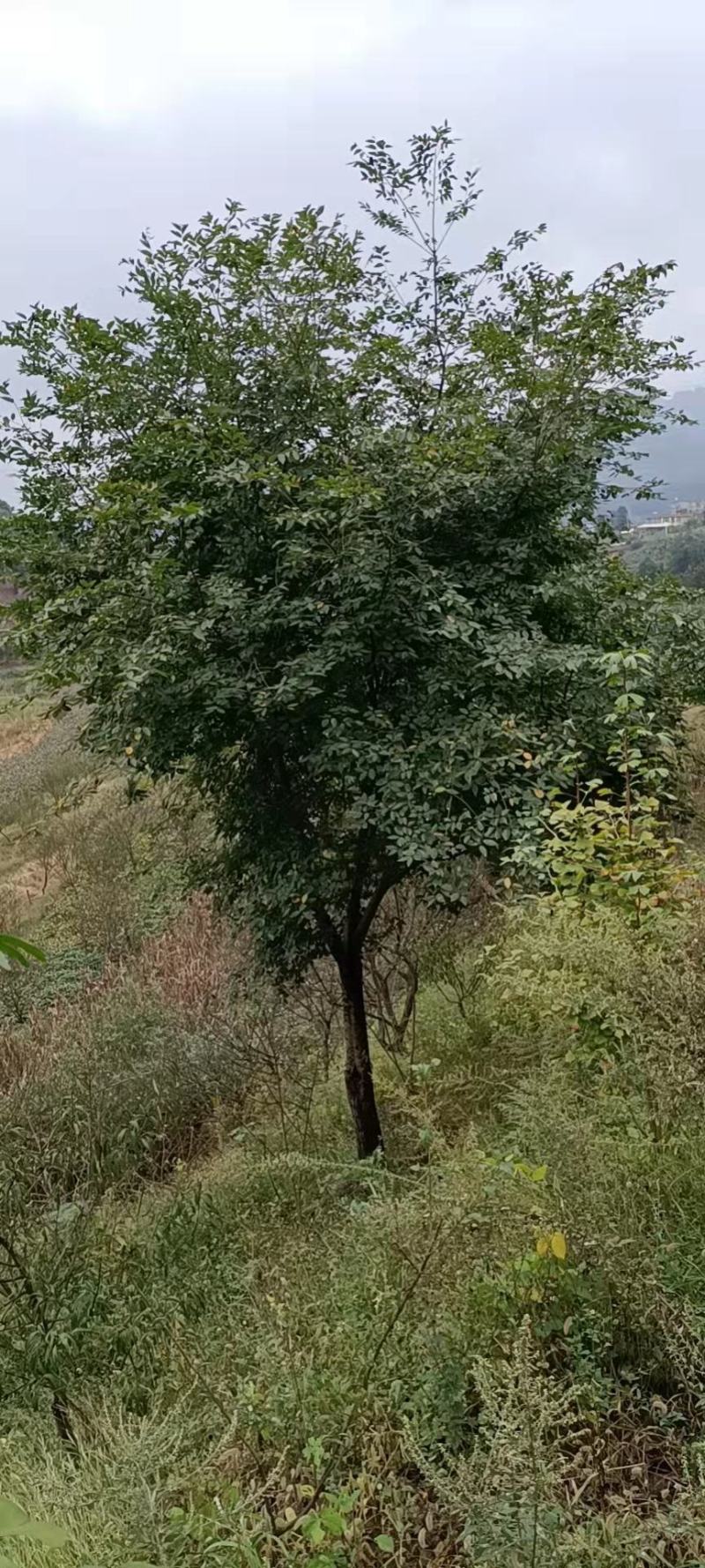 【荐】精品天竺桂大量出售不烧枝不偏冠，可实地考察