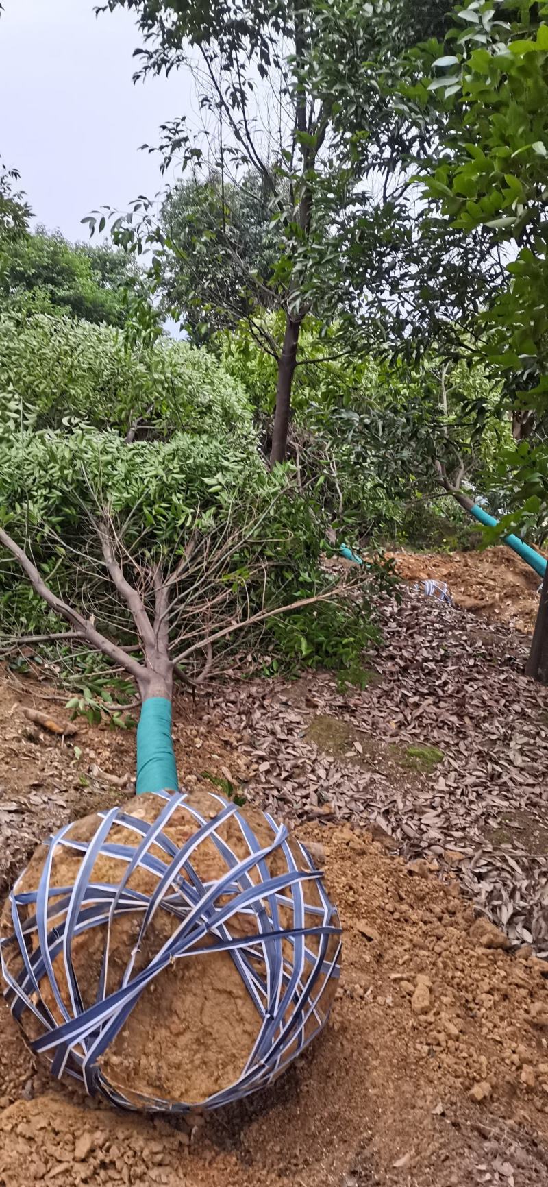 【荐】精品天竺桂大量出售不烧枝不偏冠，可实地考察